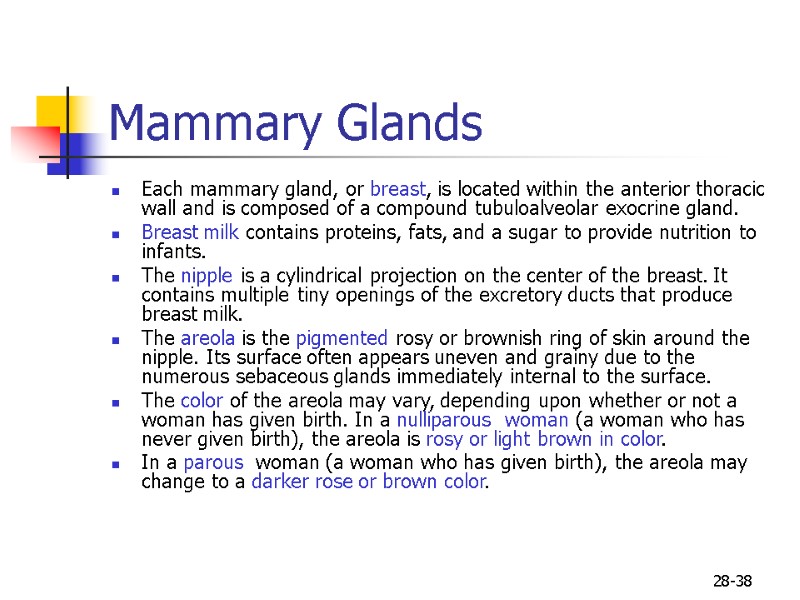 28-38 Mammary Glands  Each mammary gland, or breast, is located within the anterior